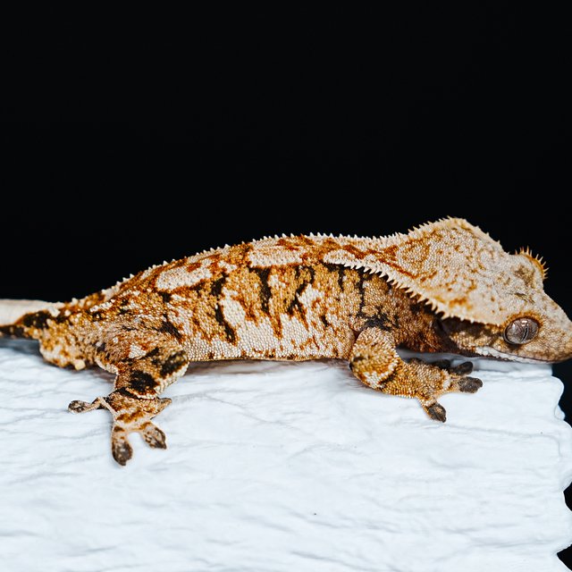 Extreme Harlequin Tri