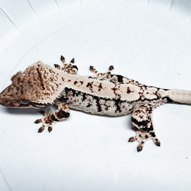 Tri Extreme Harlequin