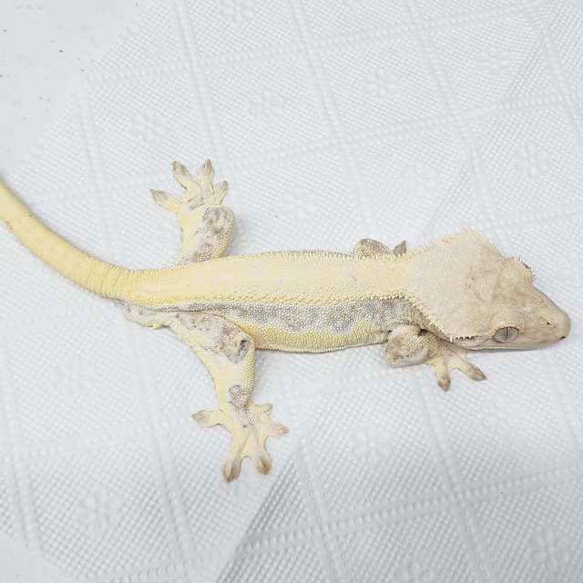 풀핀 릴리화이트