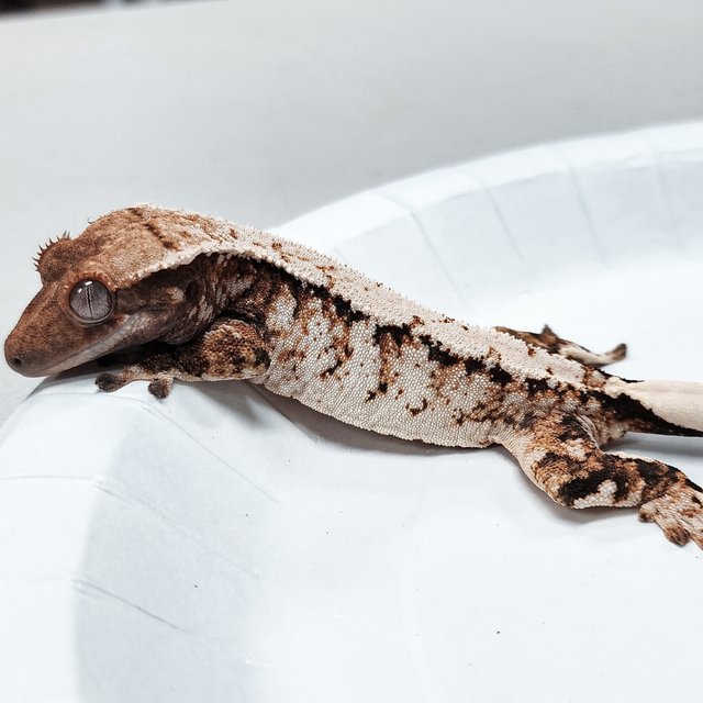 Tri Extreme Harlequin