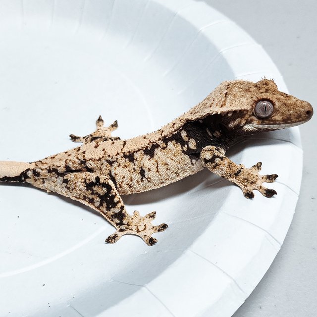 Tri Extreme Harlequin