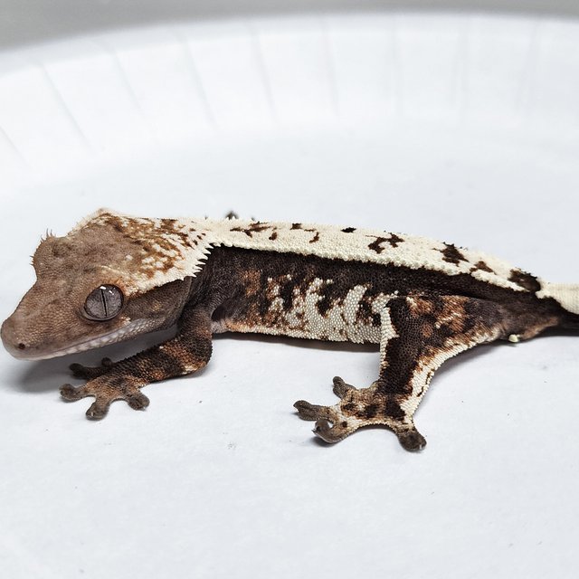 Sable 100% Het Axanthic