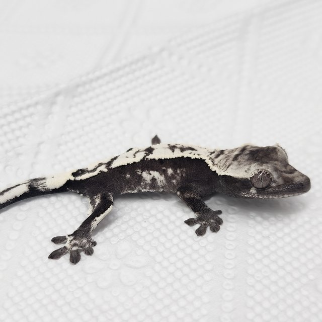 Sable Axanthic