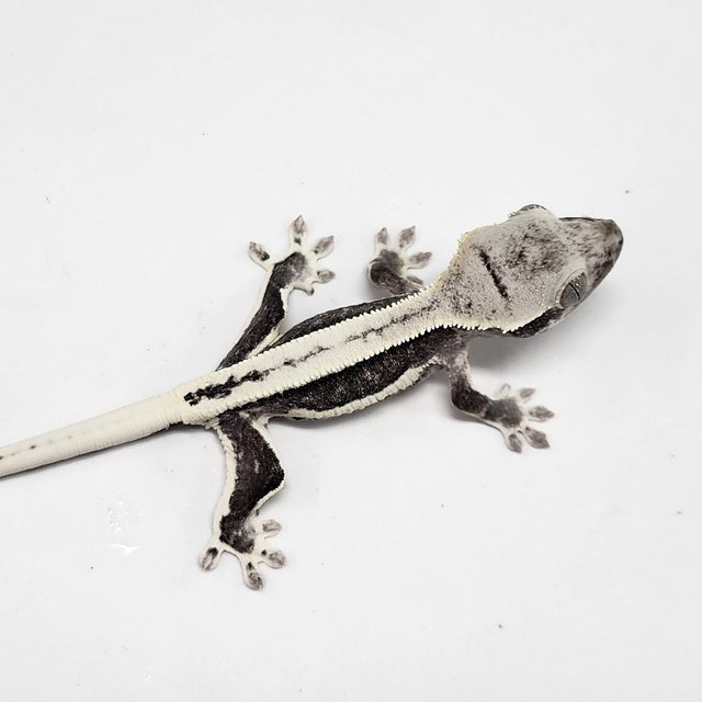 Full Pinstripe Lilly Axanthic