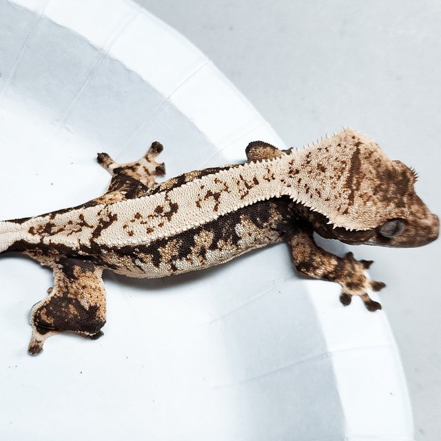 Tri Extreme Harlequin