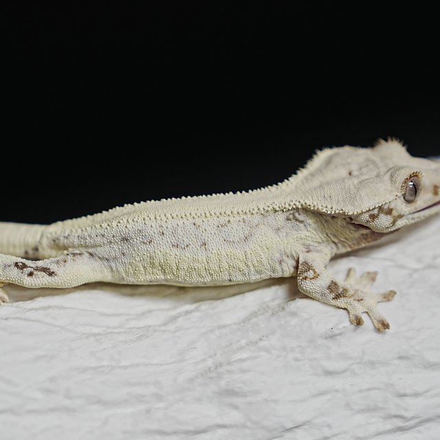 Full Pinstripe Lilly White Solid Back