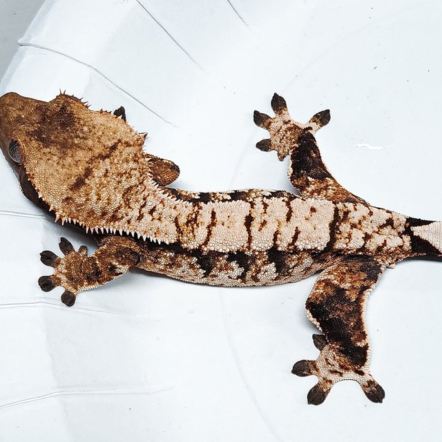 Tri Extreme Harlequin