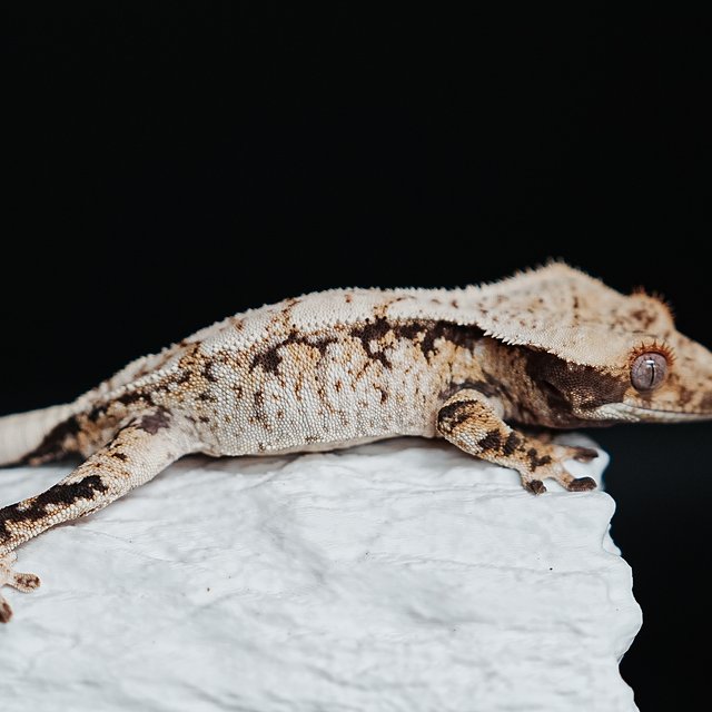 트라이 익스트림할리퀸