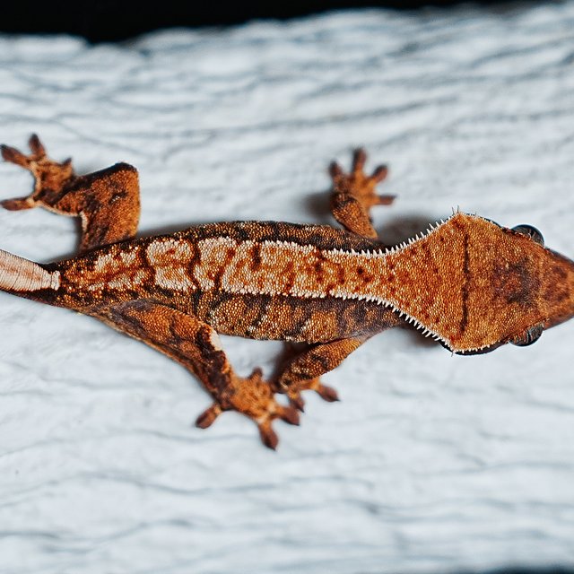 트라이 익스트림할리퀸