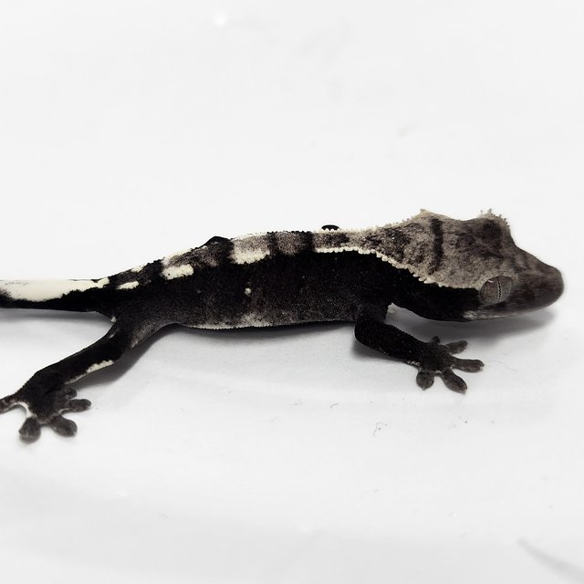 Sable Axanthic