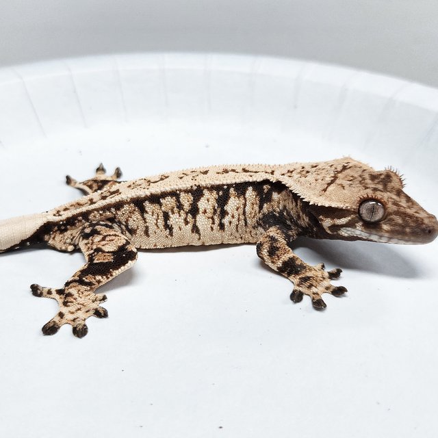 Extreme Harlequin Tri
