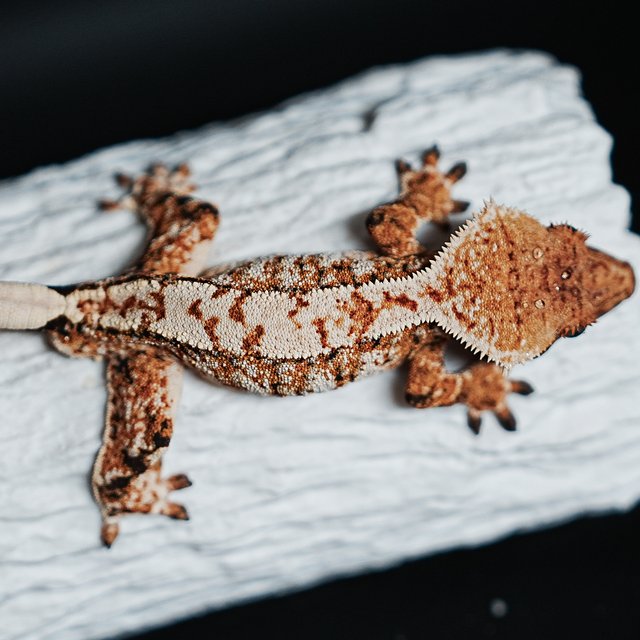 Tri Extreme Harlequin