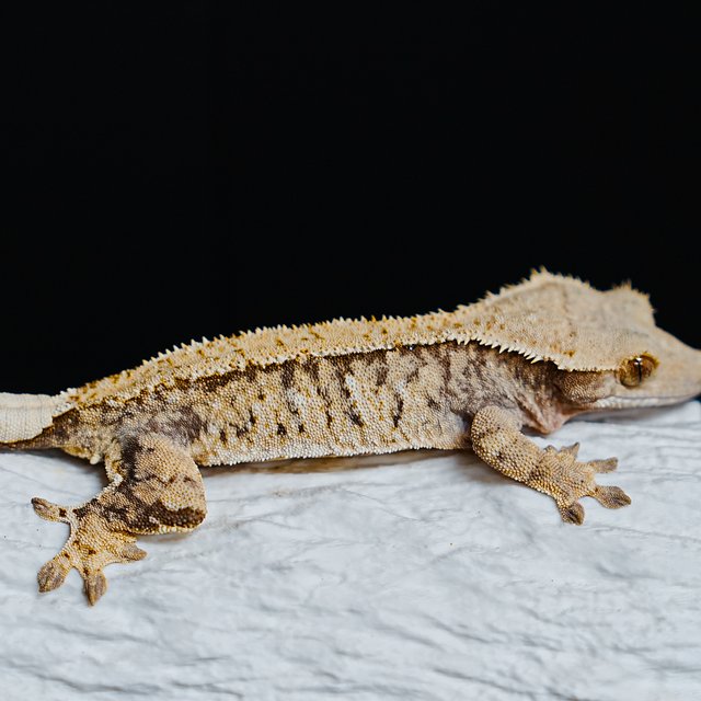 트라이 익스트림할리퀸