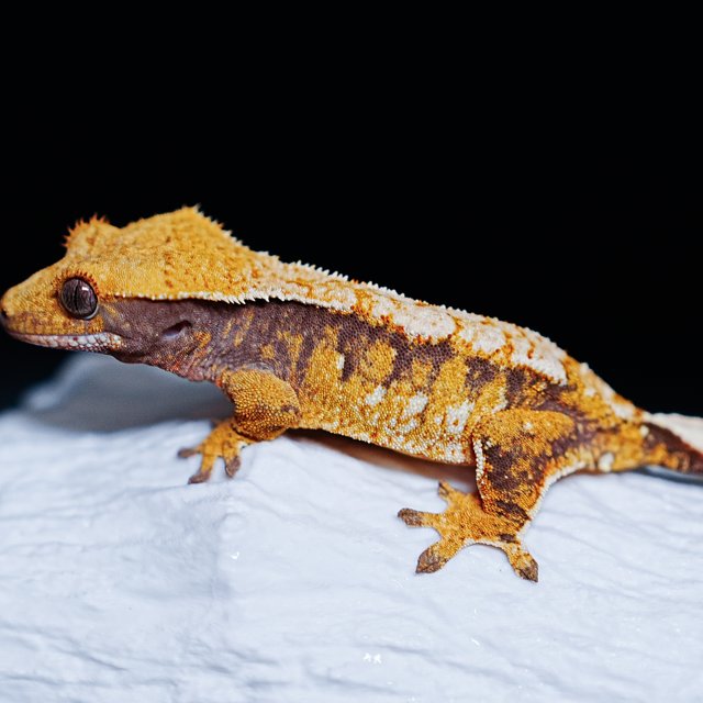 Tri Extreme Harlequin