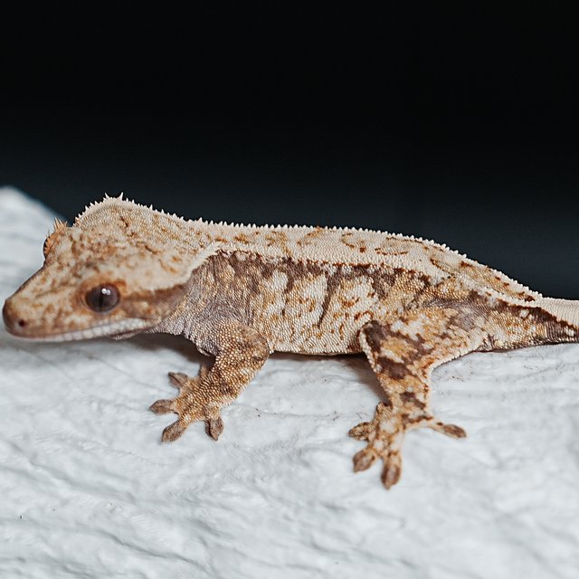 트라이 익스트림할리퀸