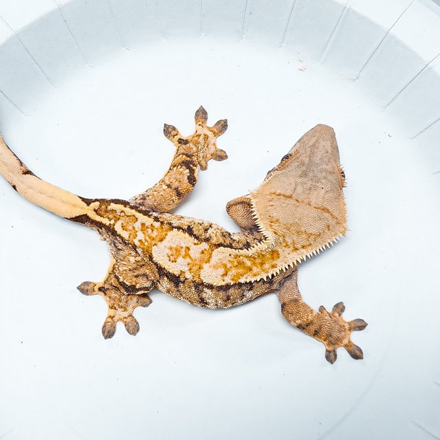 Tri Extreme Harlequin