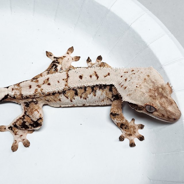 Tri Extreme Harlequin