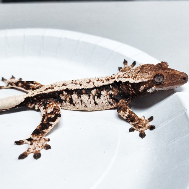 Tri Extreme Harlequin