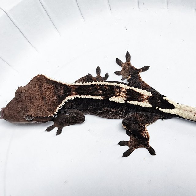 Sable 100% Het Axanthic