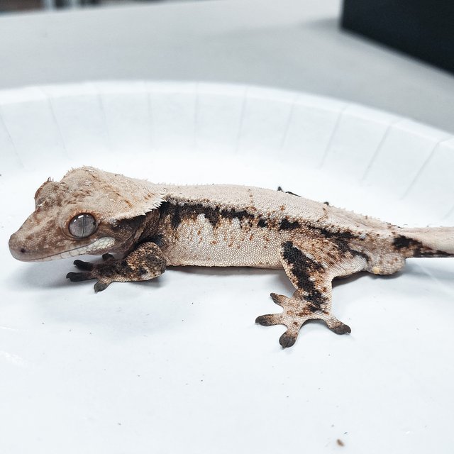 Tri Extreme Harlequin