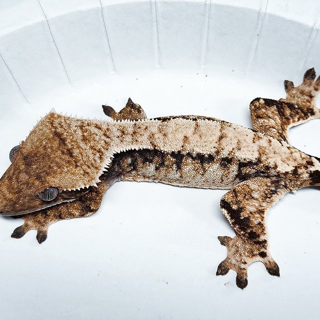 Tri Extreme Harlequin