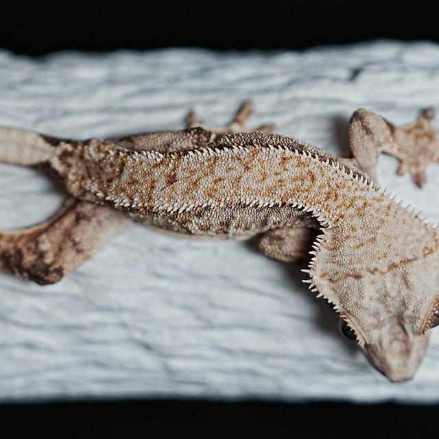 Tri Extreme Harlequin