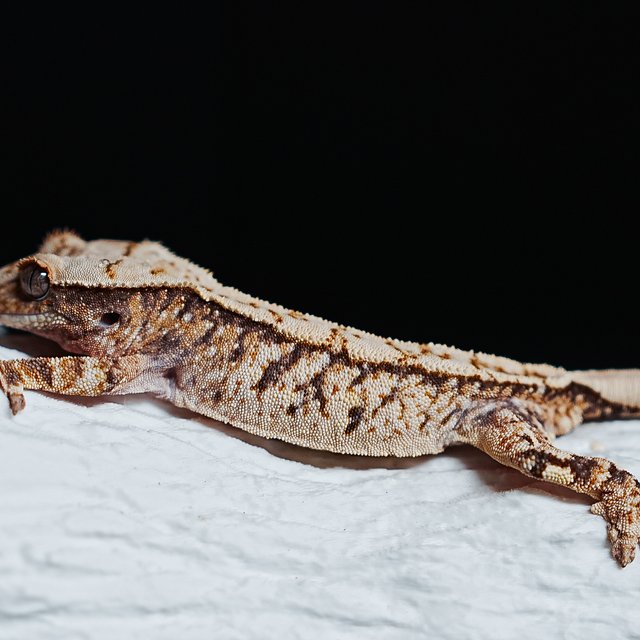 트라이 익스트림할리퀸