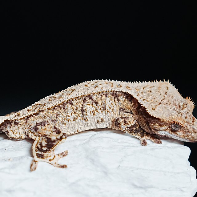 트라이 익스트림할리퀸