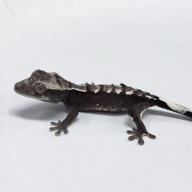 Axanthic