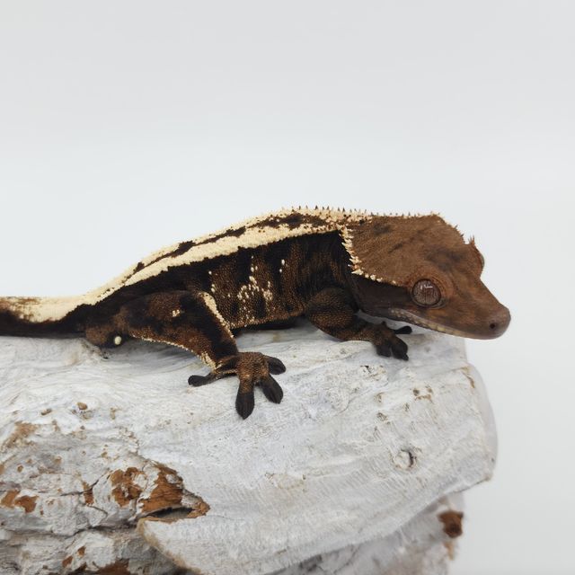 세이블