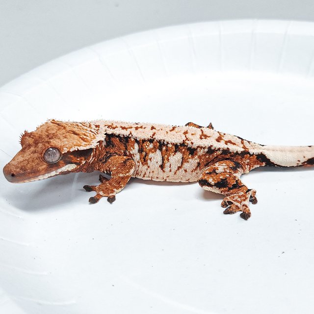 Tri Extreme Harlequin