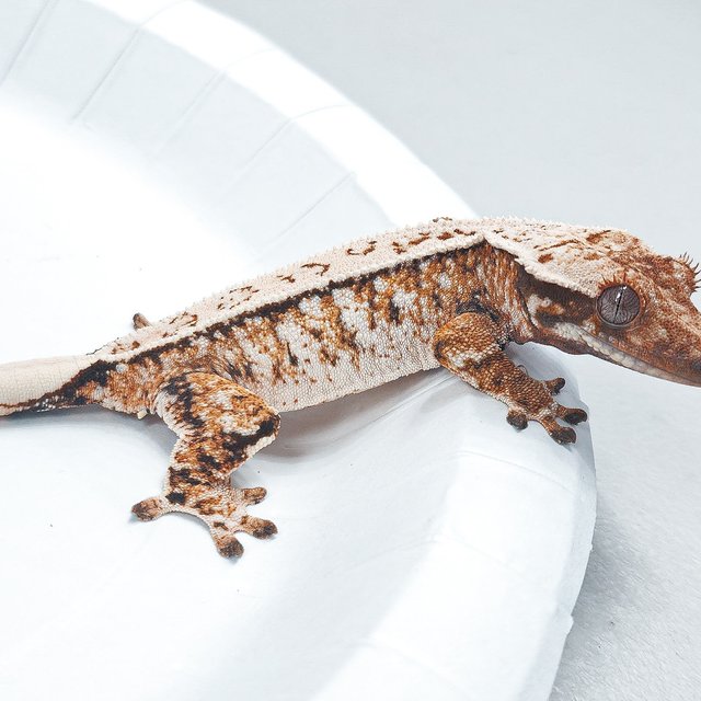 Tri Extreme Harlequin