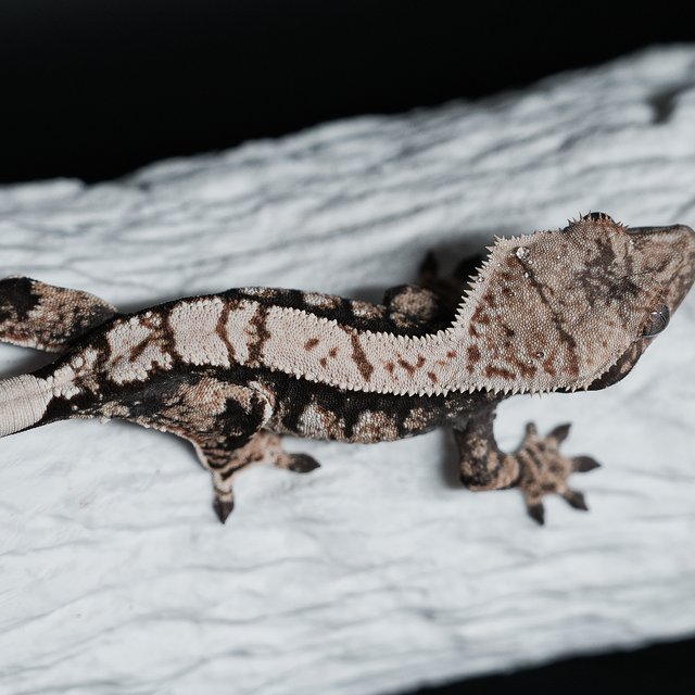 트라이 익스트림할리퀸