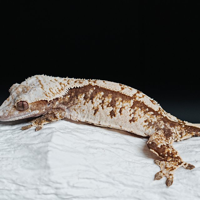 트라이 익스트림할리퀸