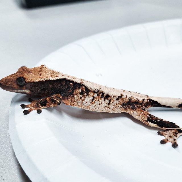 Tri Extreme Harlequin