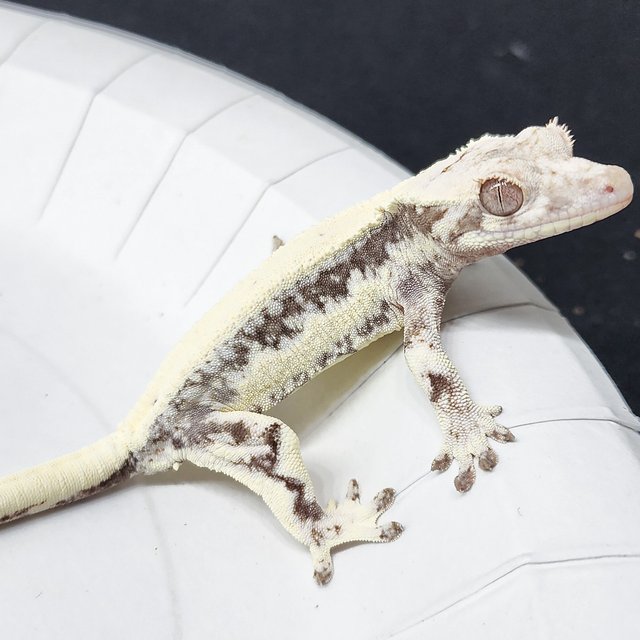 Full Pinstripe Lilly 100% Het Axanthic