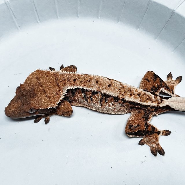 Tri Extreme Harlequin