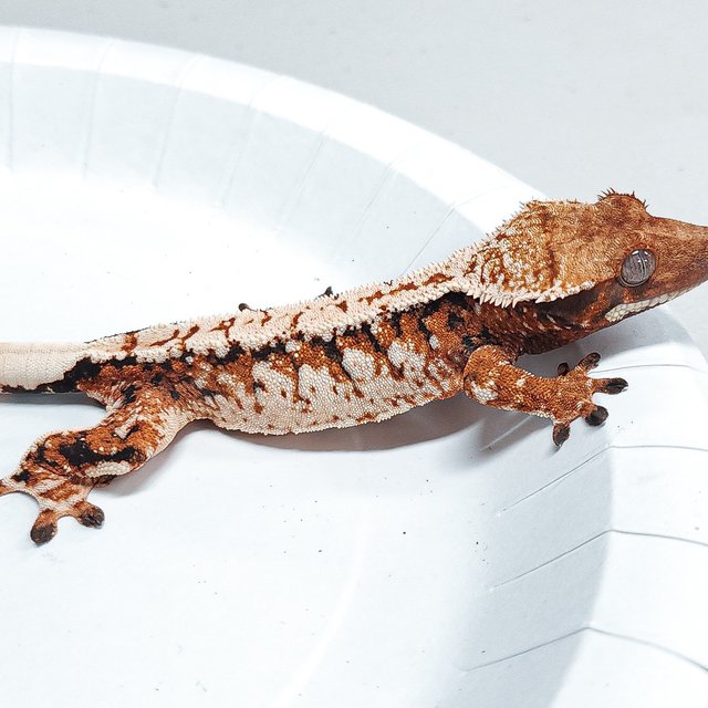 Tri Extreme Harlequin