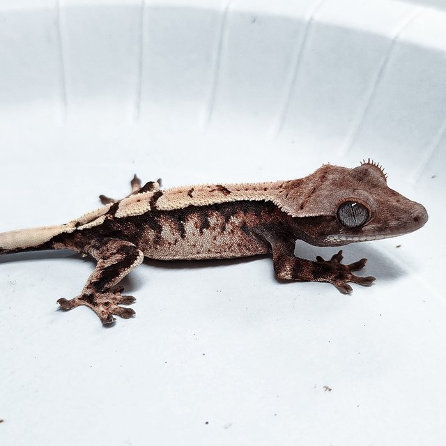 Sable 100% Het Axanthic