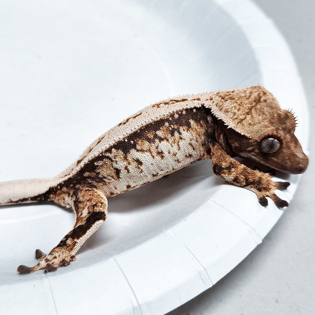 Full Pinstripe Tri Extreme Harlequin