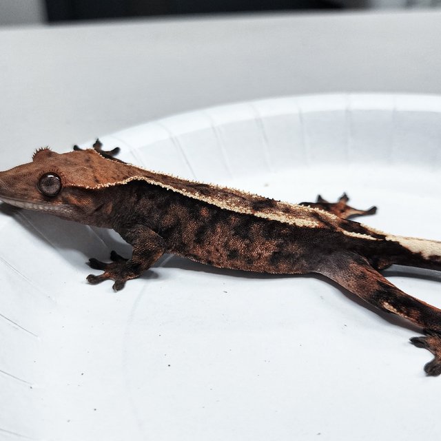 Sable 100% Het Axanthic