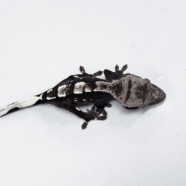 Axanthic