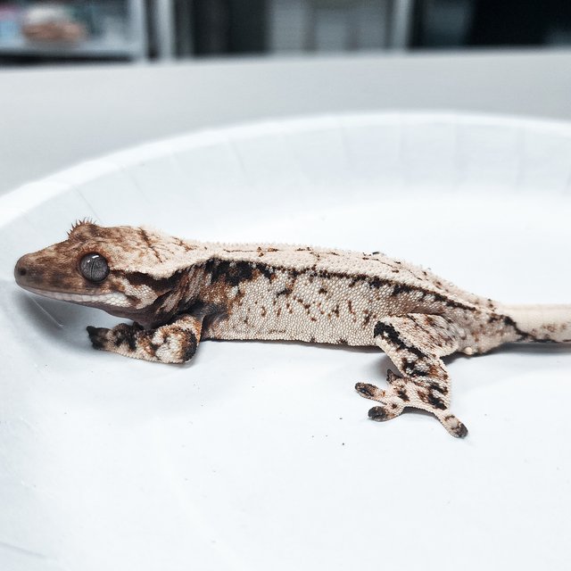 Tri Extreme Harlequin