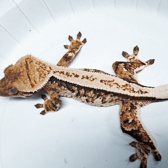 Full Pinstripe Tri Extreme Harlequin