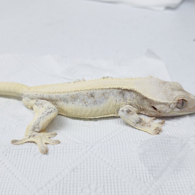 풀핀 릴리화이트