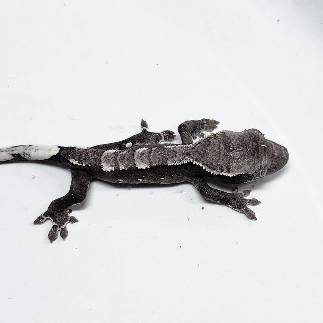 Axanthic