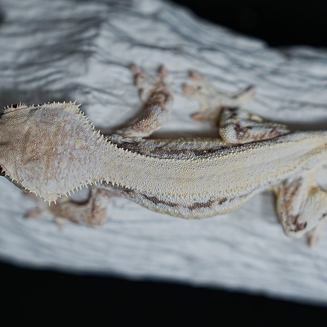 풀핀 솔리드백 릴리화이트