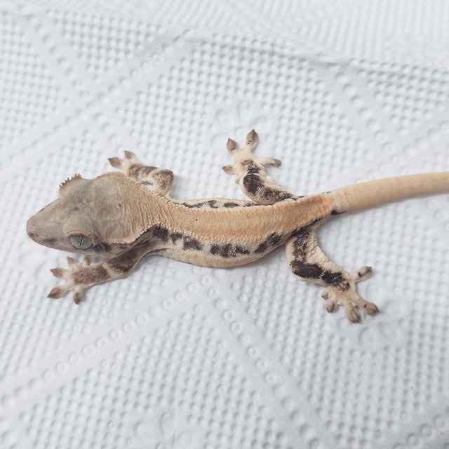 Lilly 100% Het Axanthic