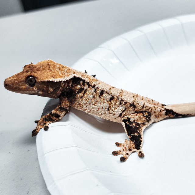 Tri Extreme Harlequin