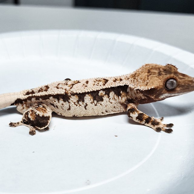 Tri Extreme Harlequin